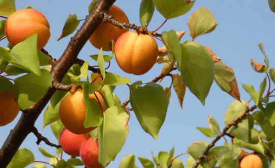 What is the Medicinal Use of Prunus Armeniaca?