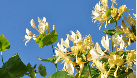 What is Special About Honeysuckle