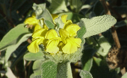 What is Phlomis Umbrosa in Chinese?