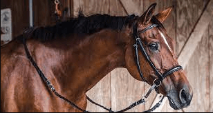 Mastering the Art of Horse Riding: A Comprehensive Guide