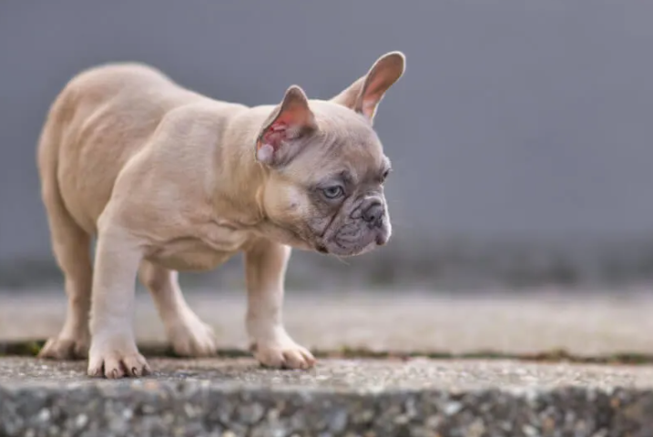 Common Health Issues in Fawn French Bulldogs