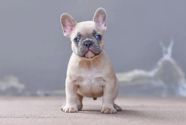 How Long Do Fawn French Bulldogs Live