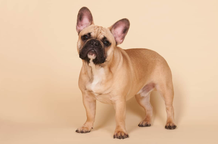 Understanding Fawn French Bulldogs