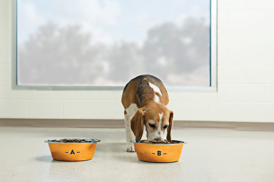 How Palatants Enhance the Nutritional Value of Pet Food