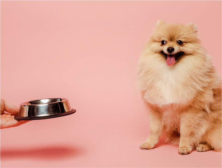 Top 11 Pet Treat Trends You Need to Know in 2024