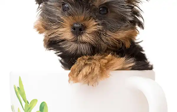 Why Teacup Puppies Are Perfect for Small Dog Lovers